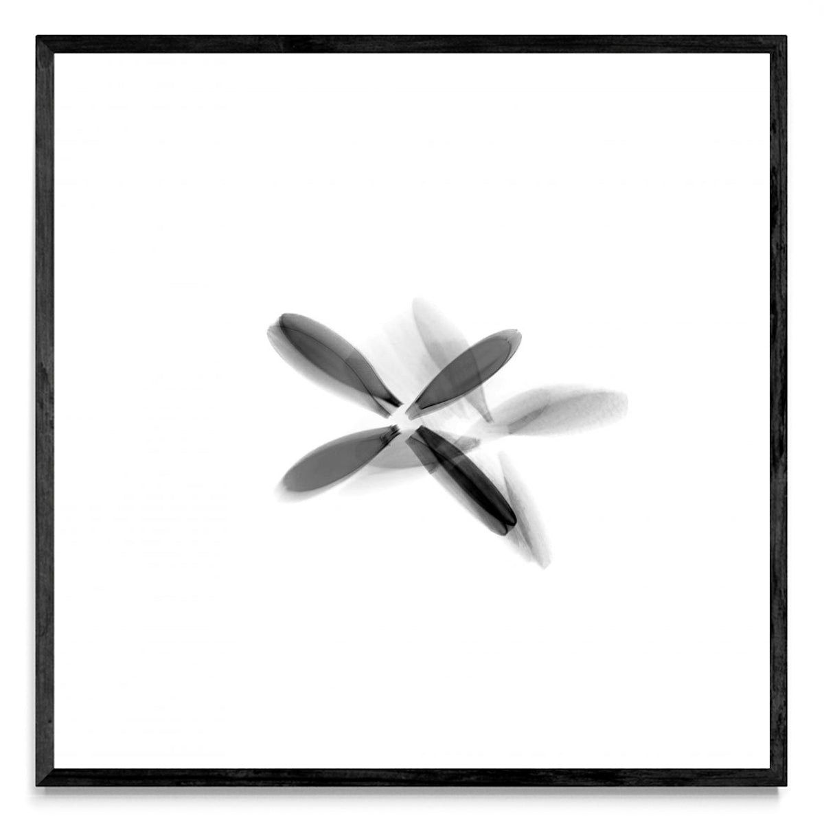 FLOR NEGRA (Serie VICEVERSA) - Cuadrado N
