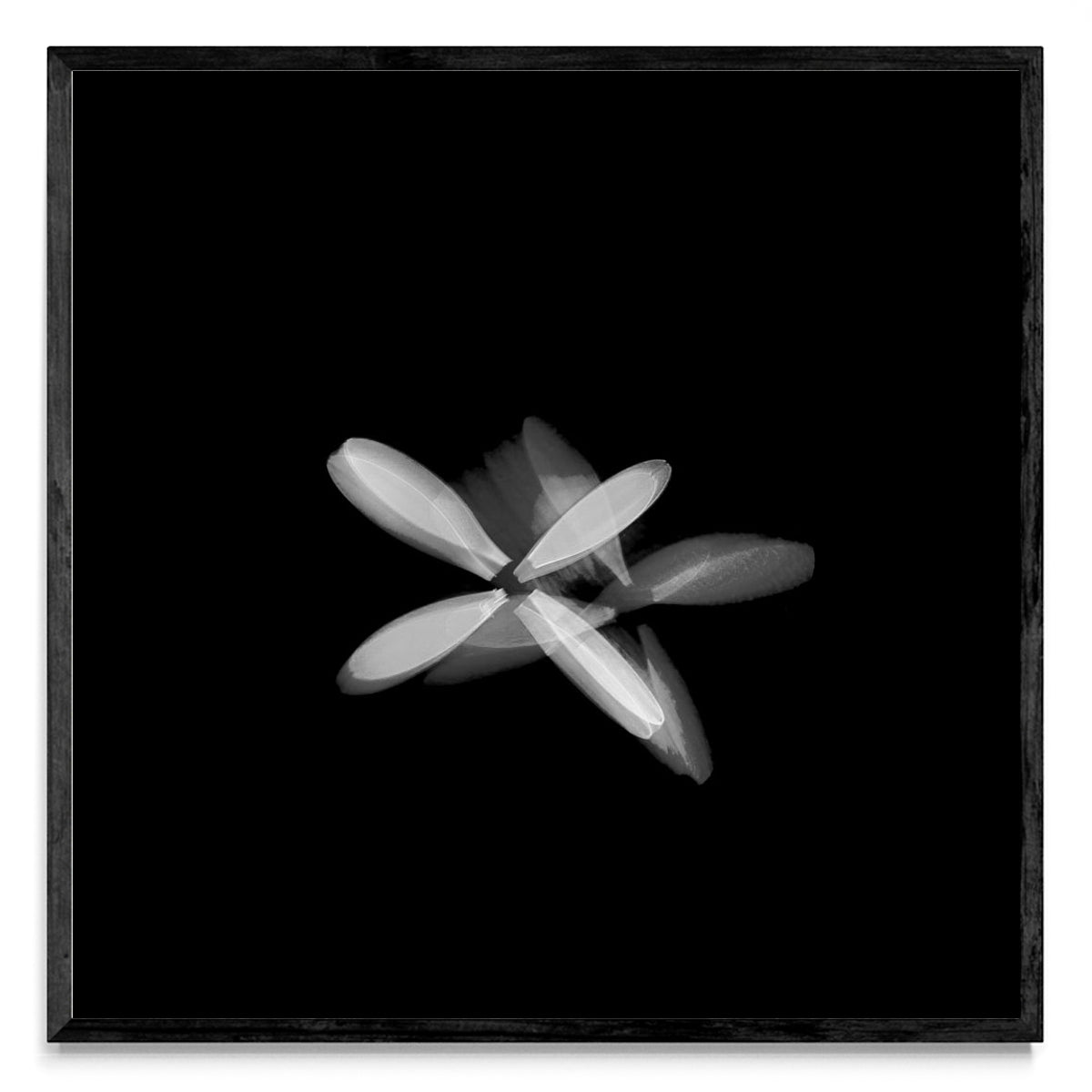 Flor blanca (Serie VICEVERSA) - Cuadrado N