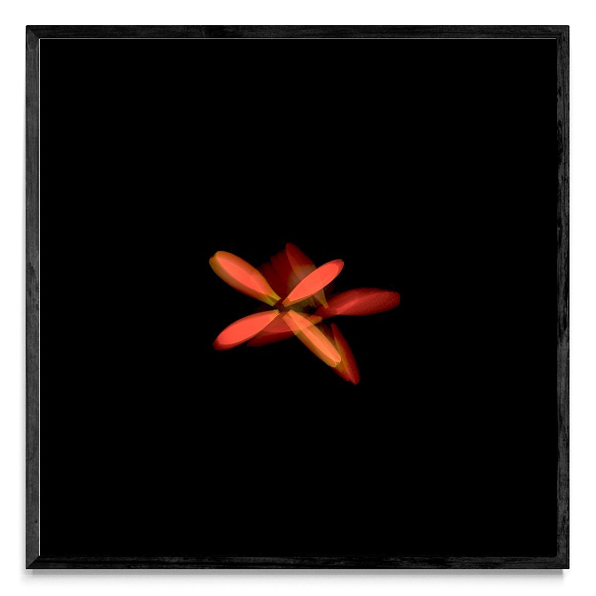 Flor naranja en movimiento - Cuadrado N