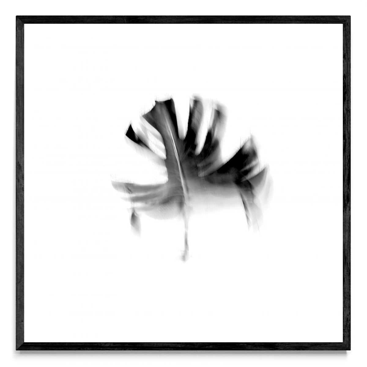 Hoja negra (de la Serie Viceversa) - Cuadrado N