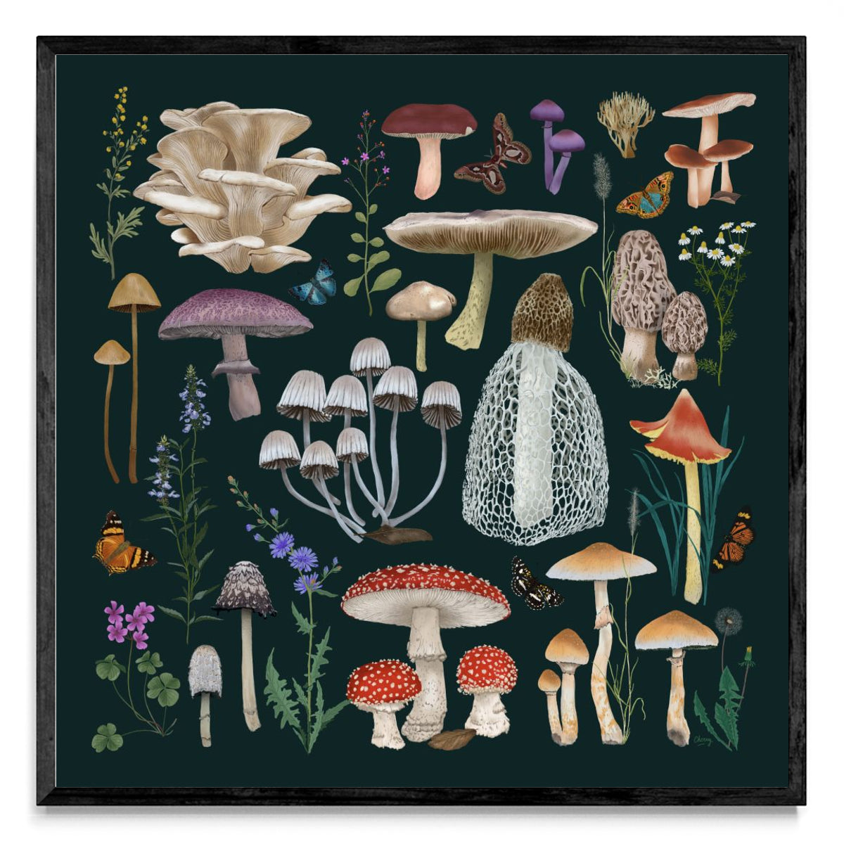 Fungi - Cuadrado N