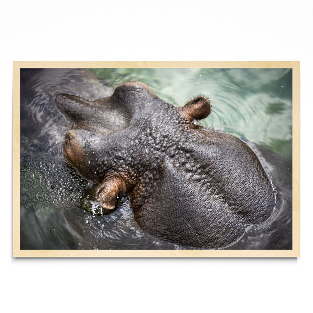 Amphibius - FotoH MC
