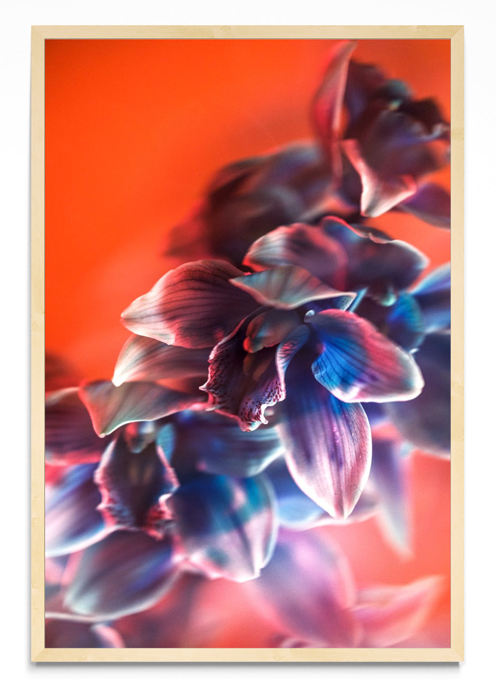 Orquídia I - FotoV MC