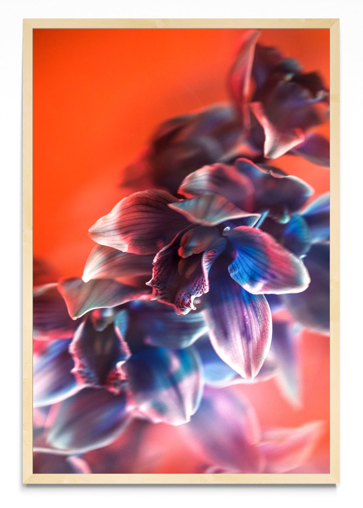 Orquídia I - FotoV MC