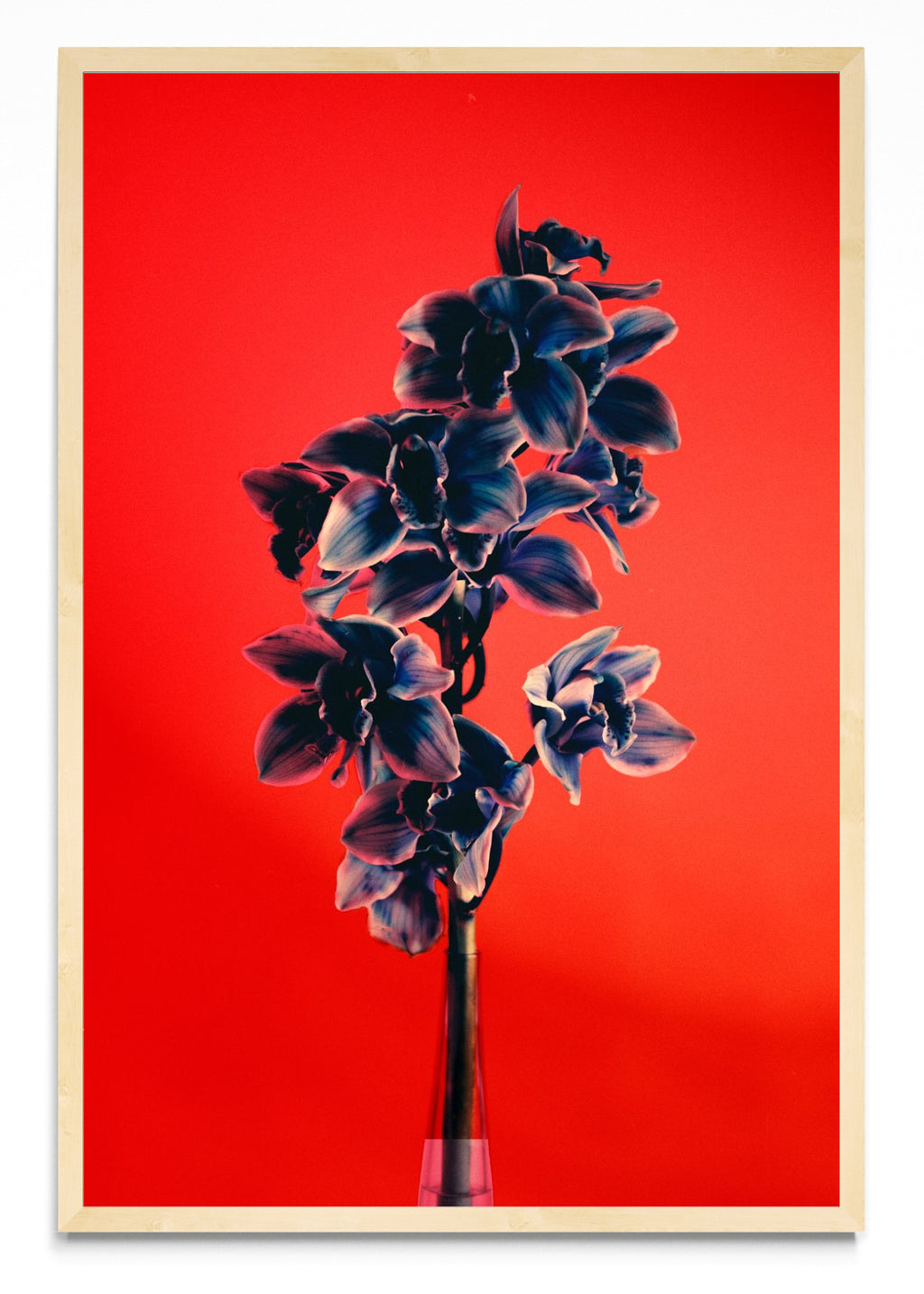 Orquídia II - FotoV MC