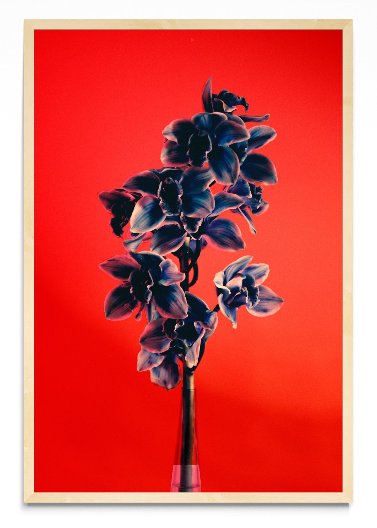 Orquídia II - FotoV MC