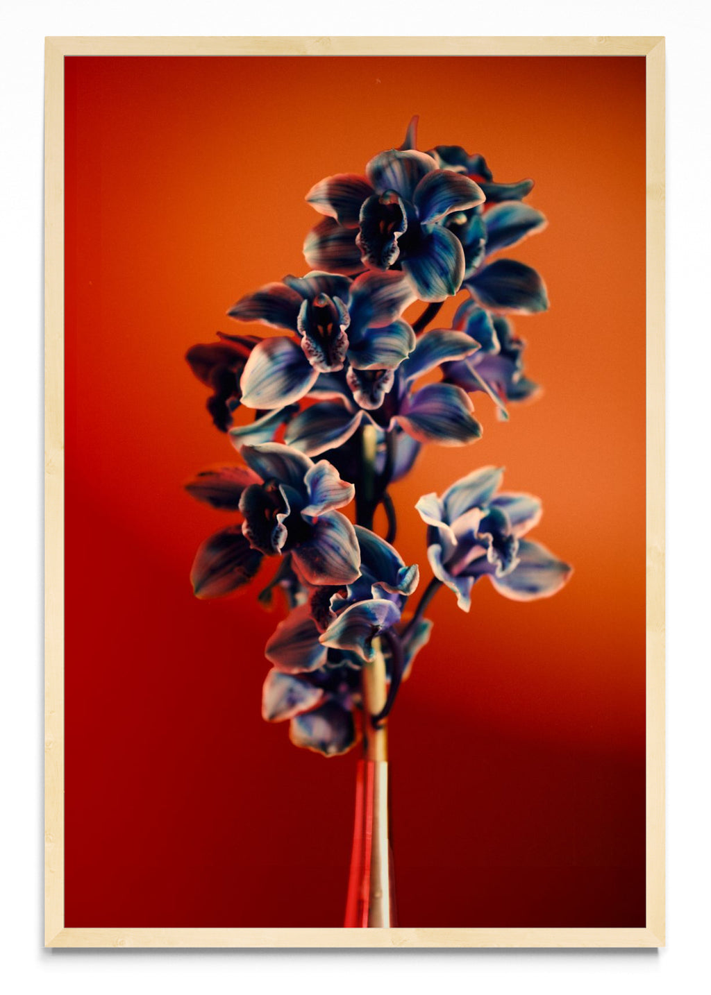 Orquídia III - FotoV MC