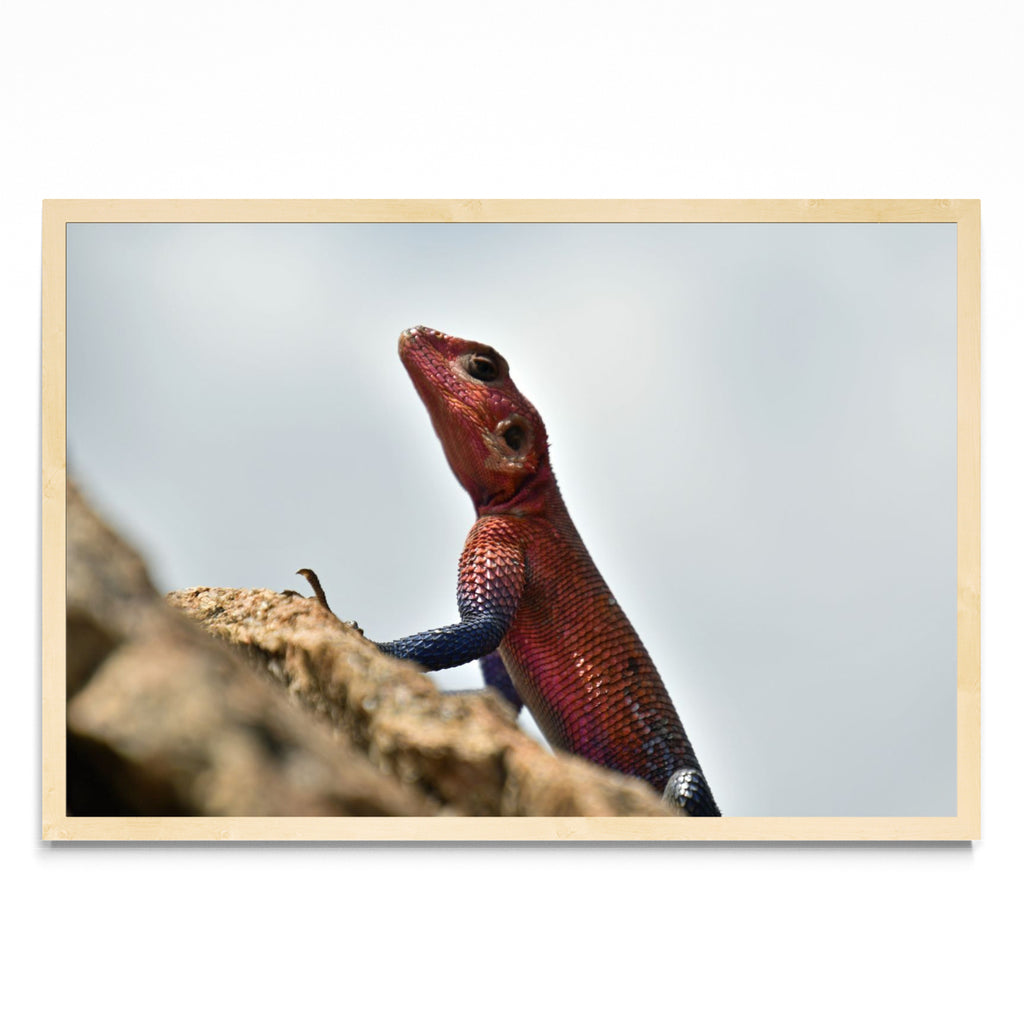 LIZARD - FotoH MC