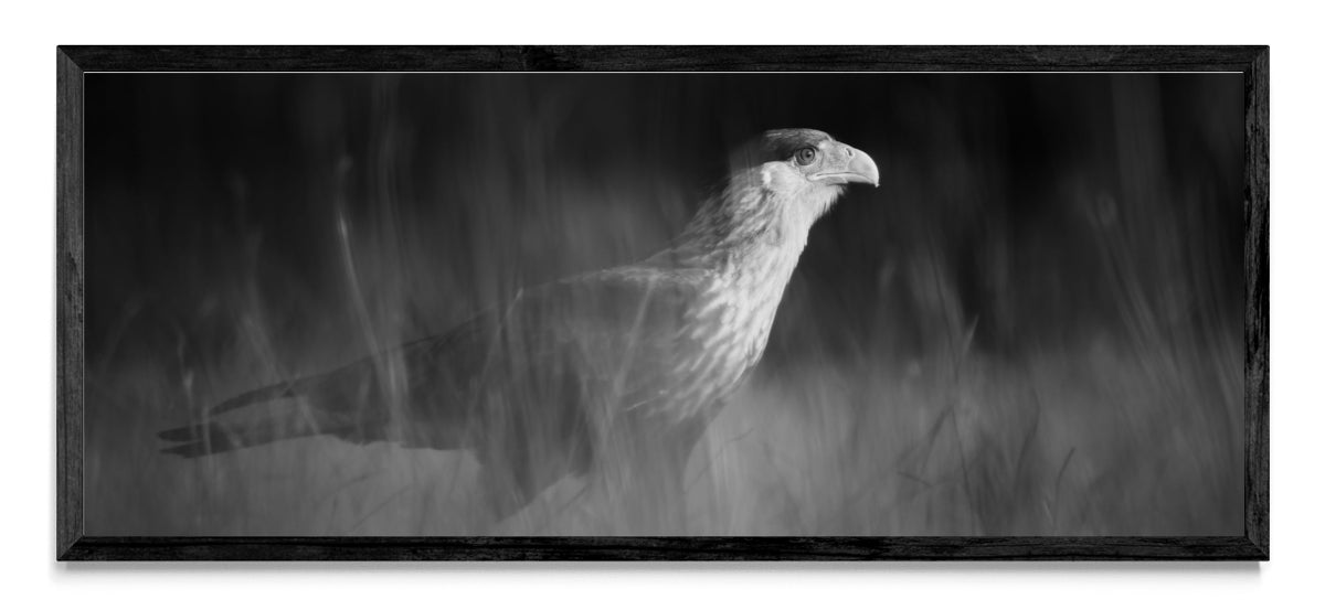 Caracara plancus - Pano H N