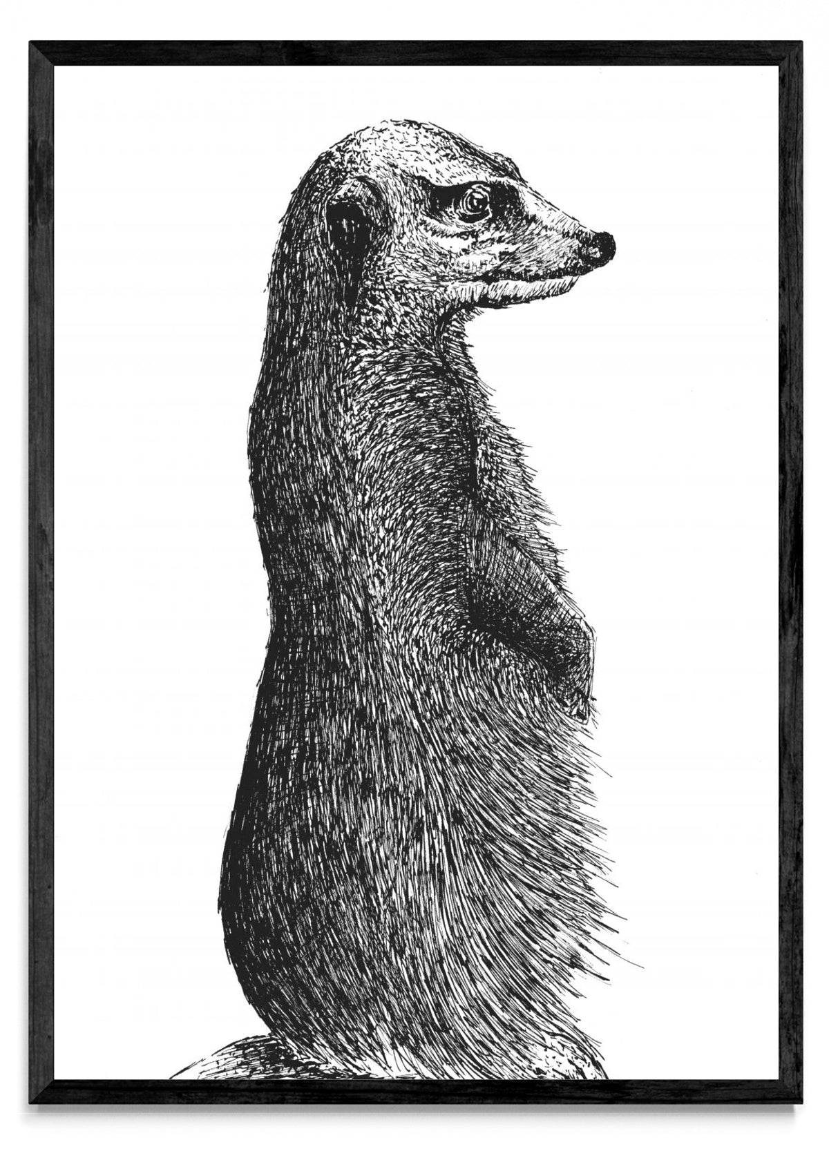 Timón - Retrato N