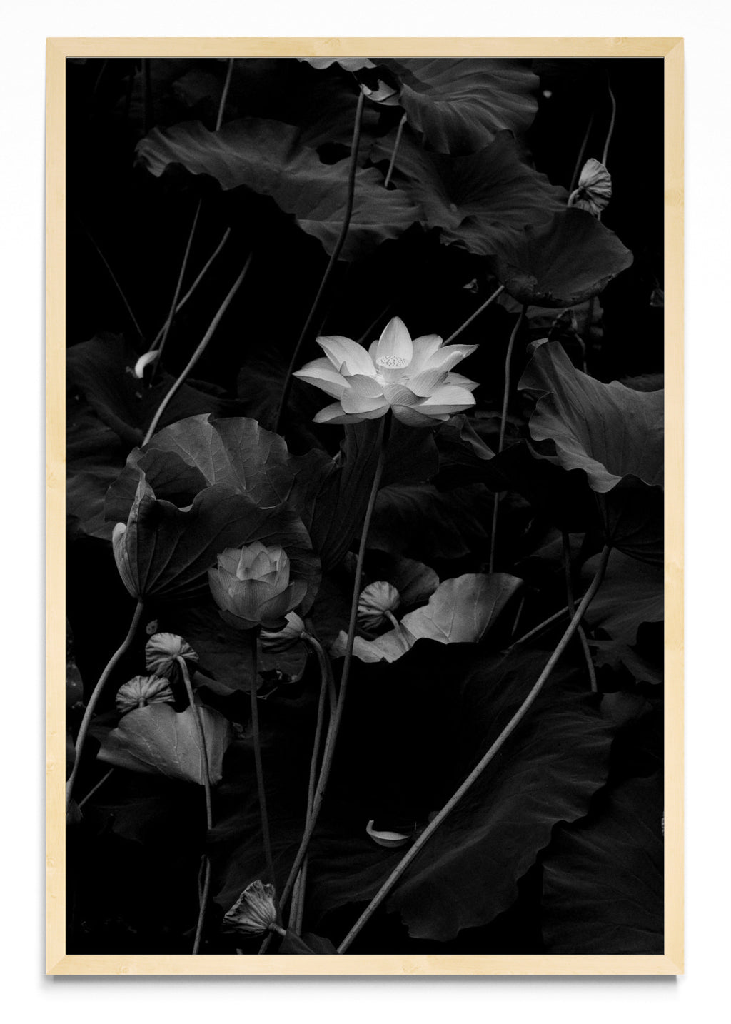 Flor de Loto - FotoV MC