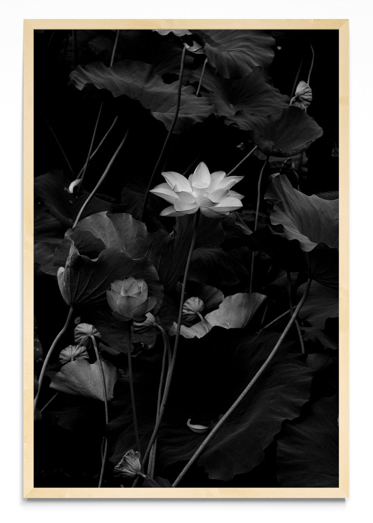 Flor de Loto - FotoV MC