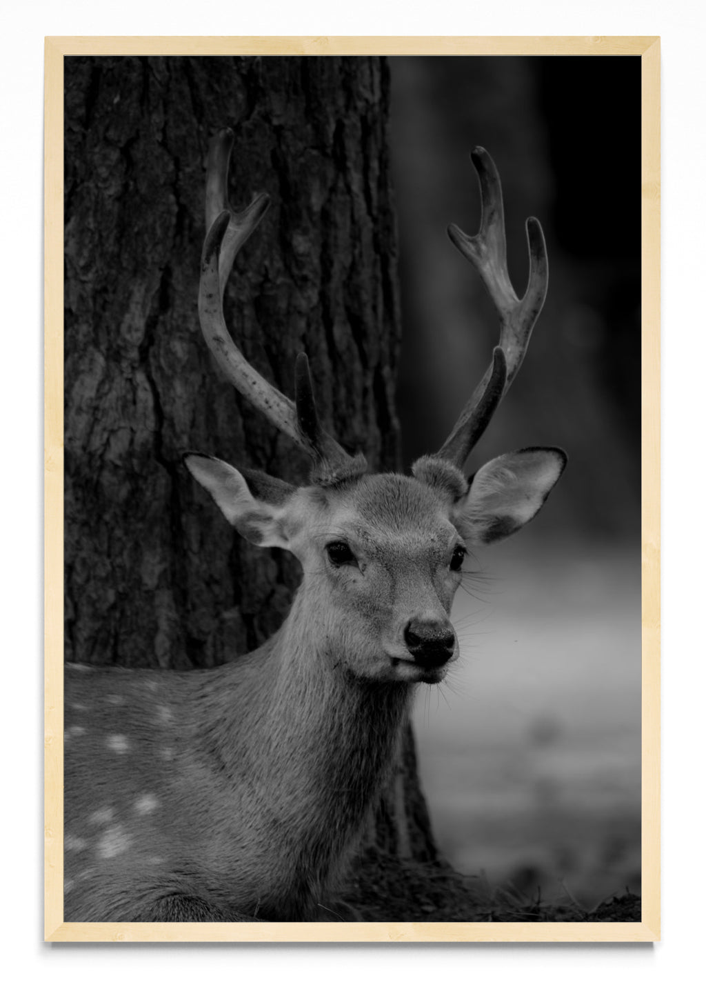 Nara Deer - FotoV MC