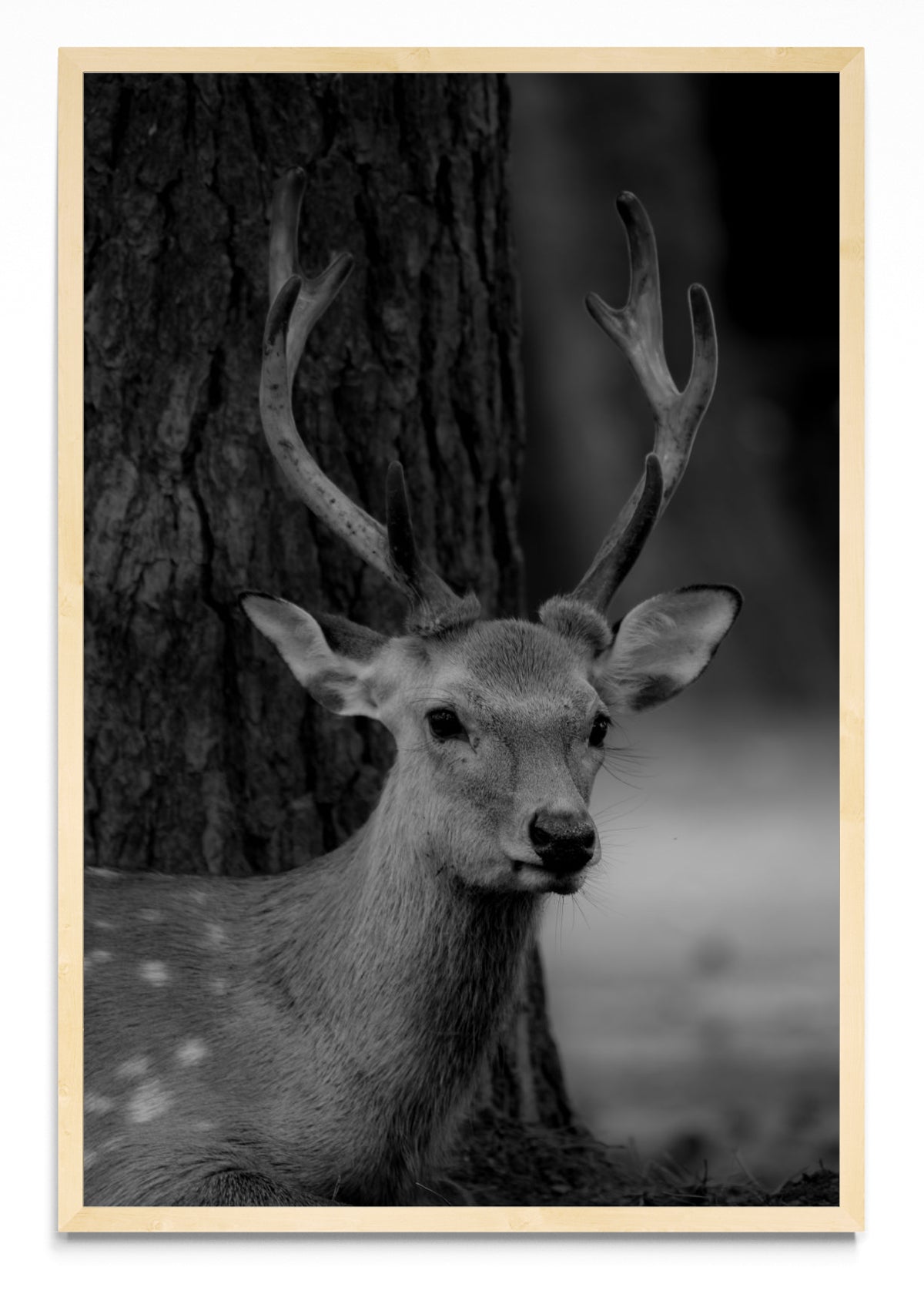 Nara Deer - FotoV MC