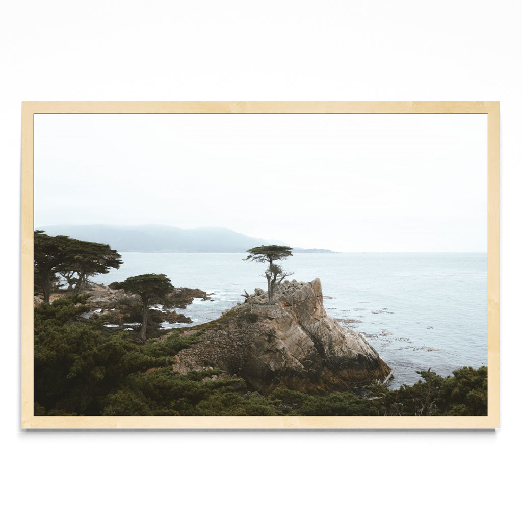 Lonely Cypress - FotoH MC