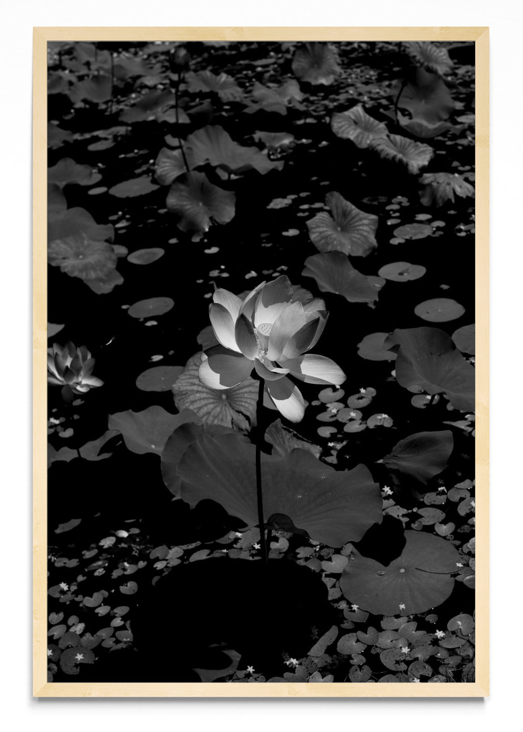 Flor de Loto - FotoV MC