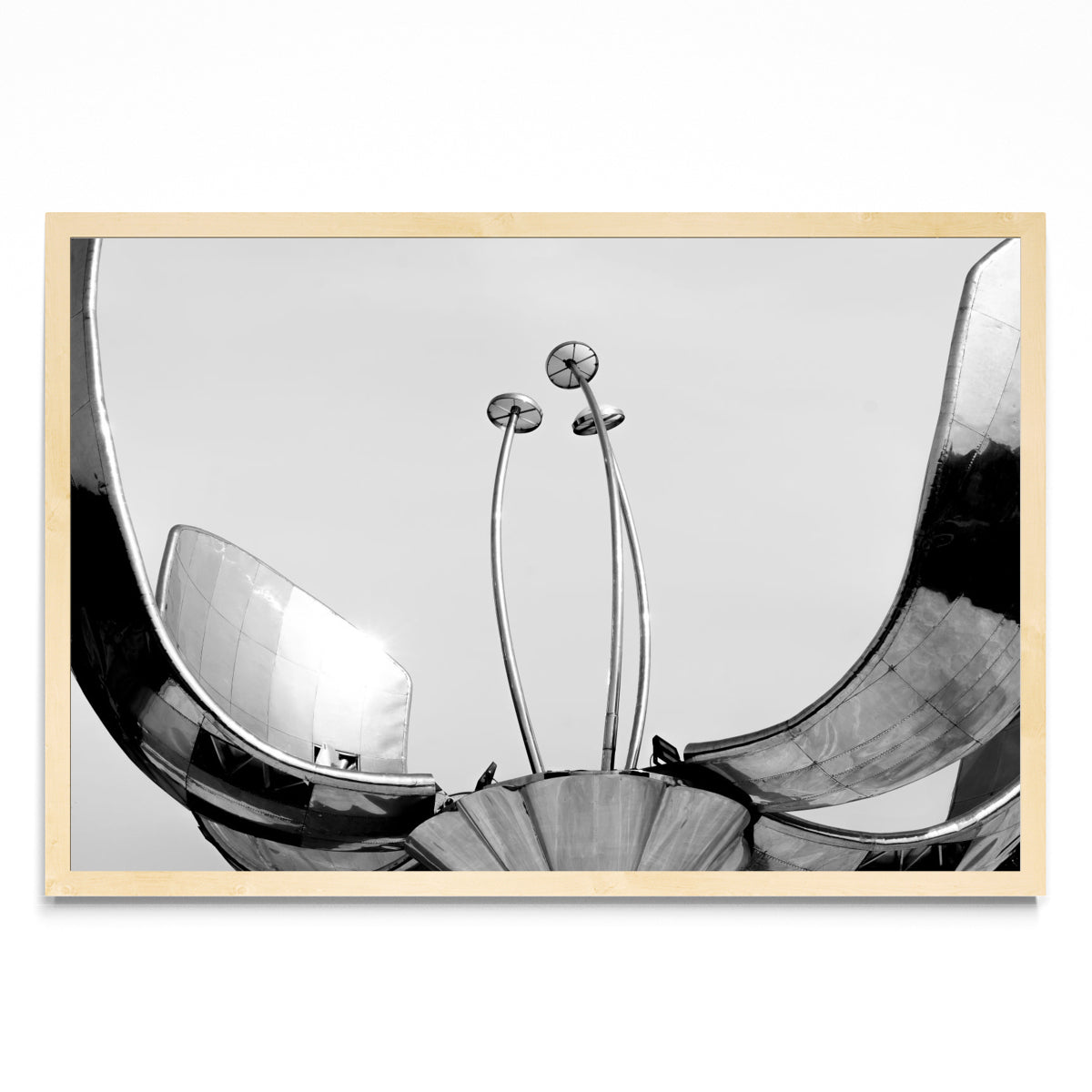 Floralis Generica - FotoH MC