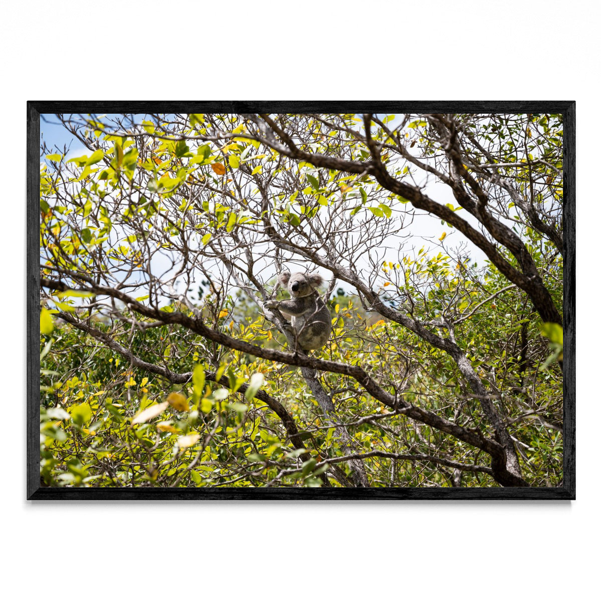 Koala 01 - Paisaje N