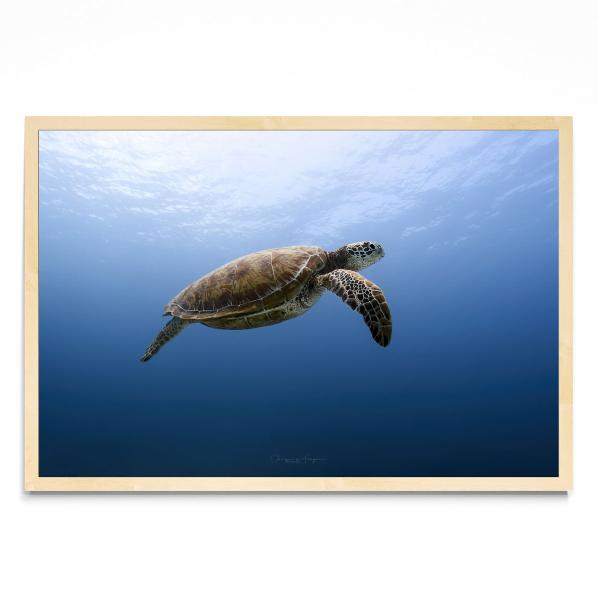 Flying turtle - FotoH MC