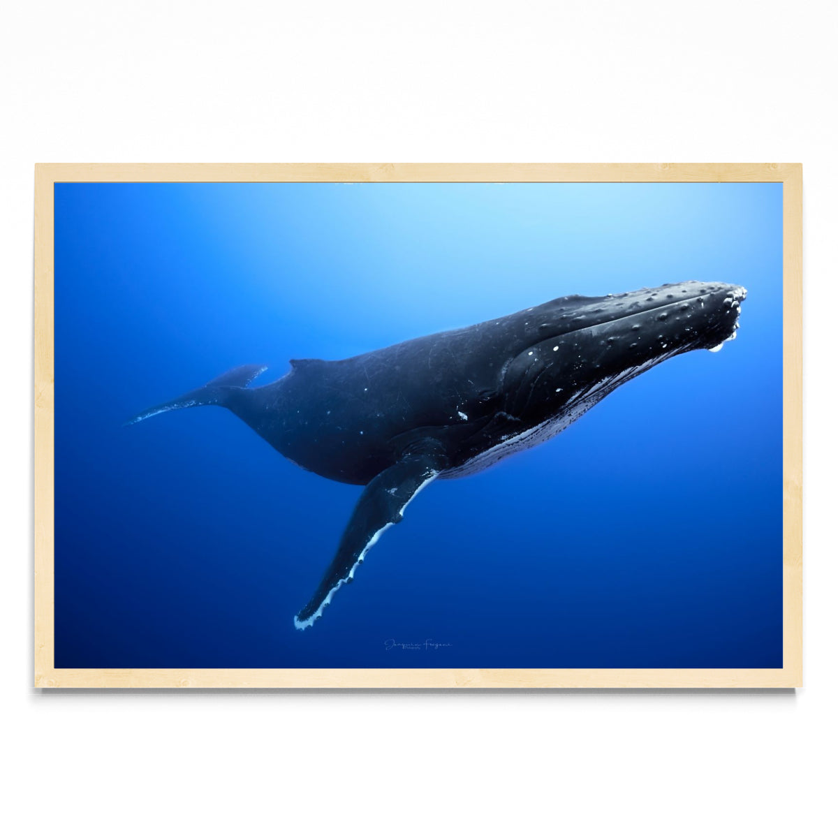 Humpback - FotoH MC