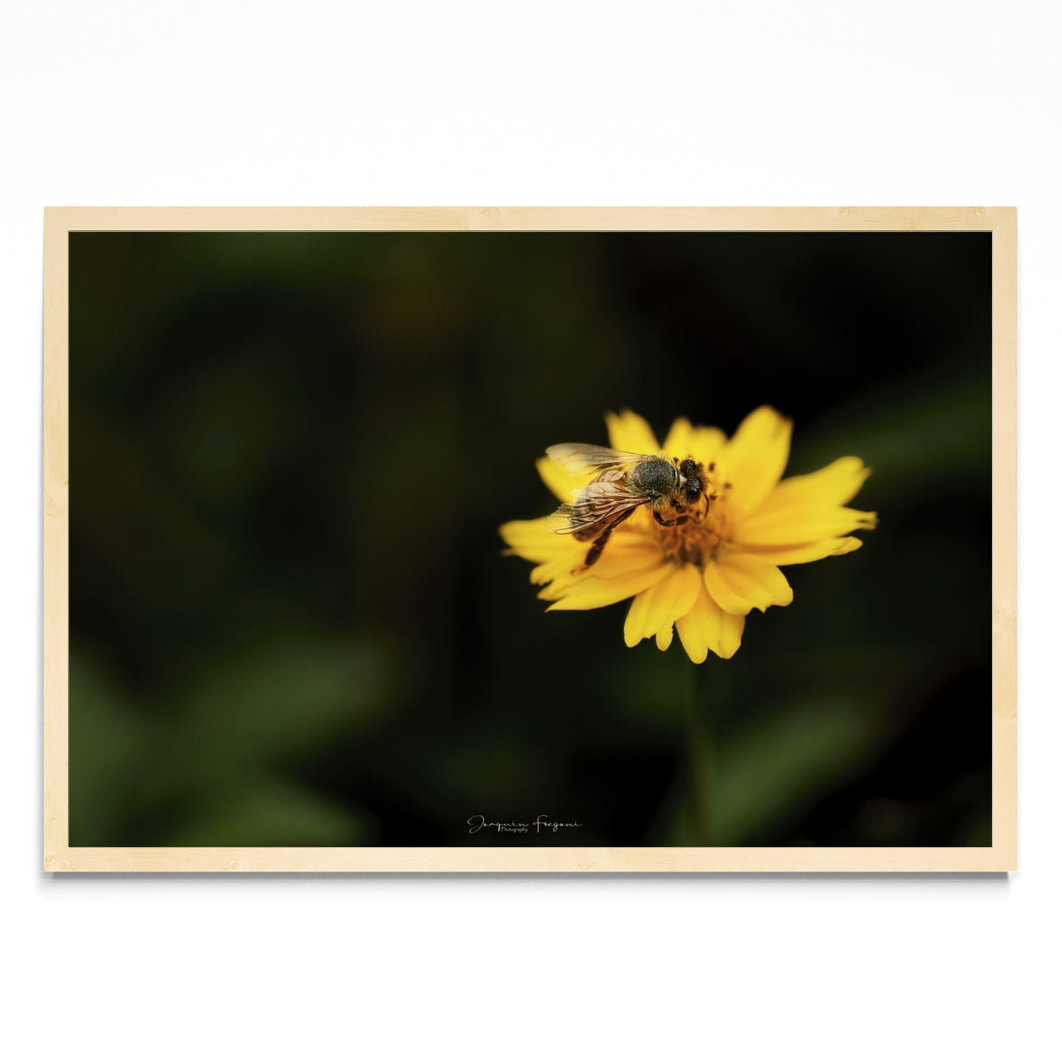Bee - FotoH MC