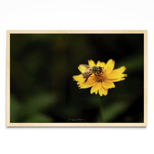 Bee - FotoH MC