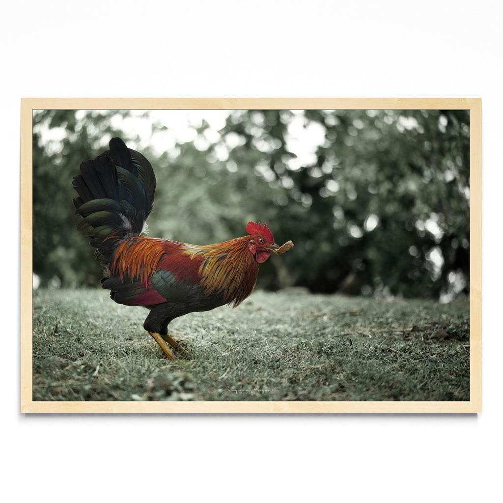 Rooster - FotoH MC