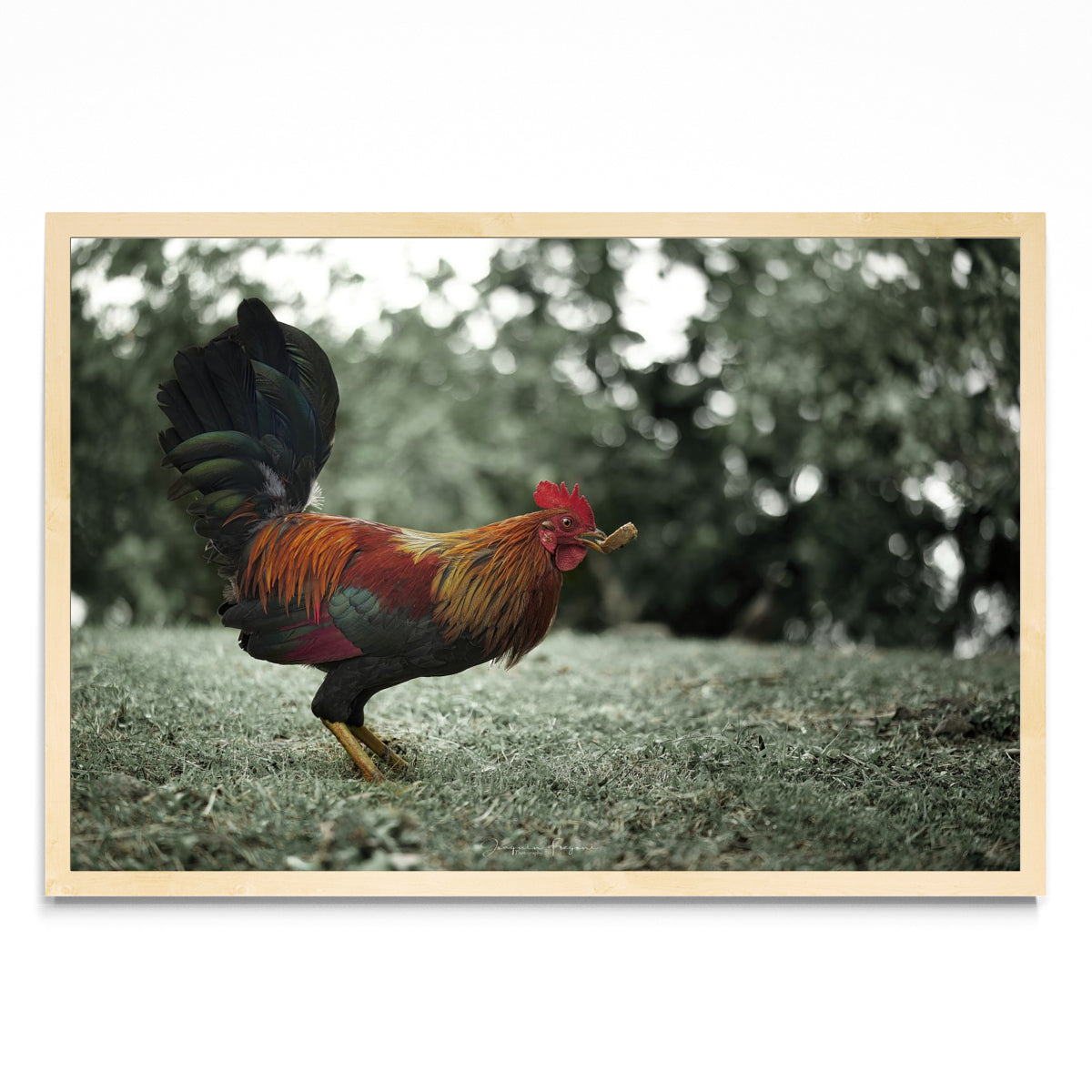 Rooster - FotoH MC