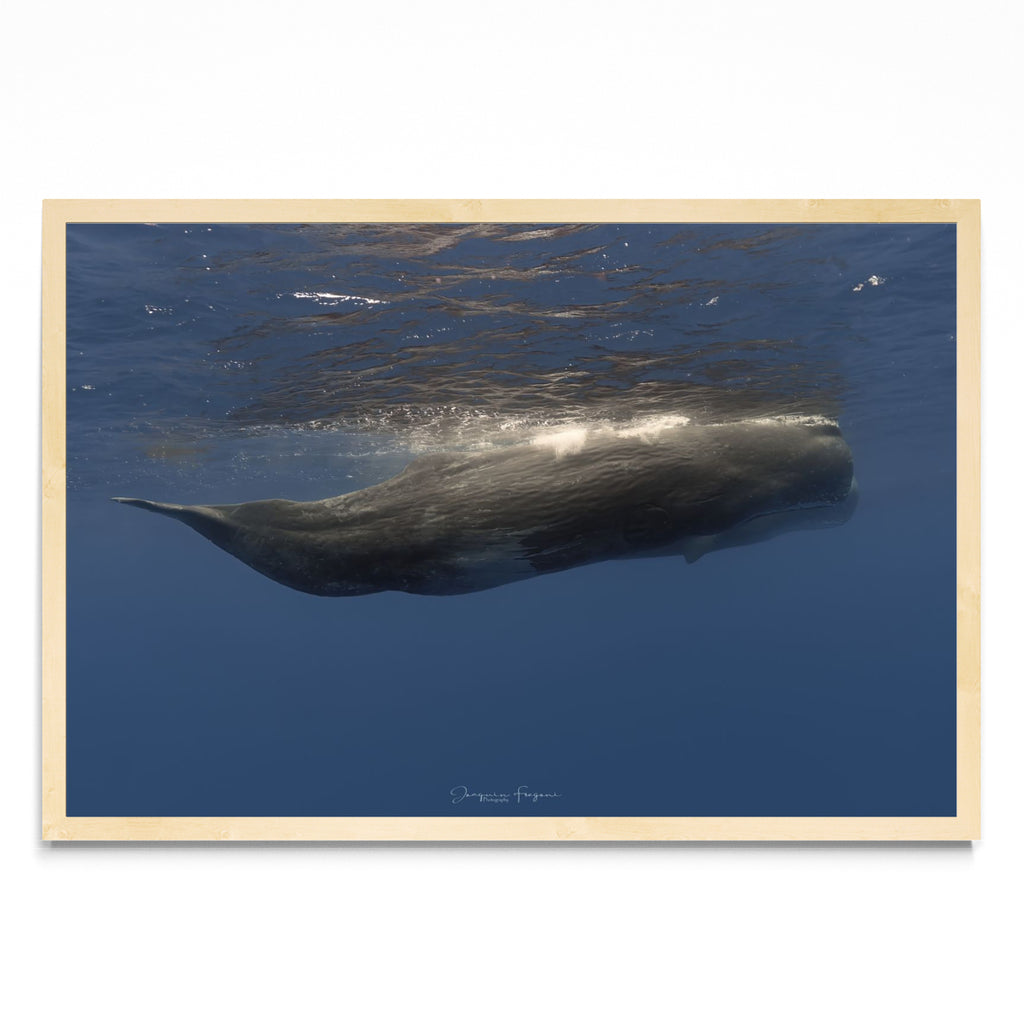 Sperm whales - FotoH MC