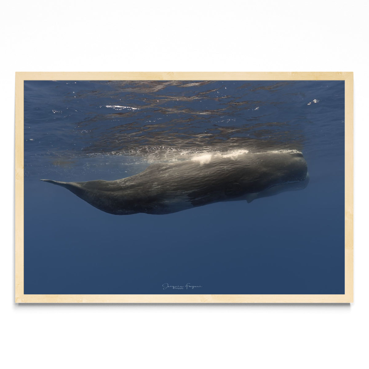 Sperm whales - FotoH MC