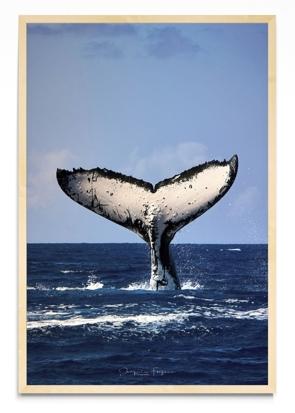 Ballena - FotoV MC