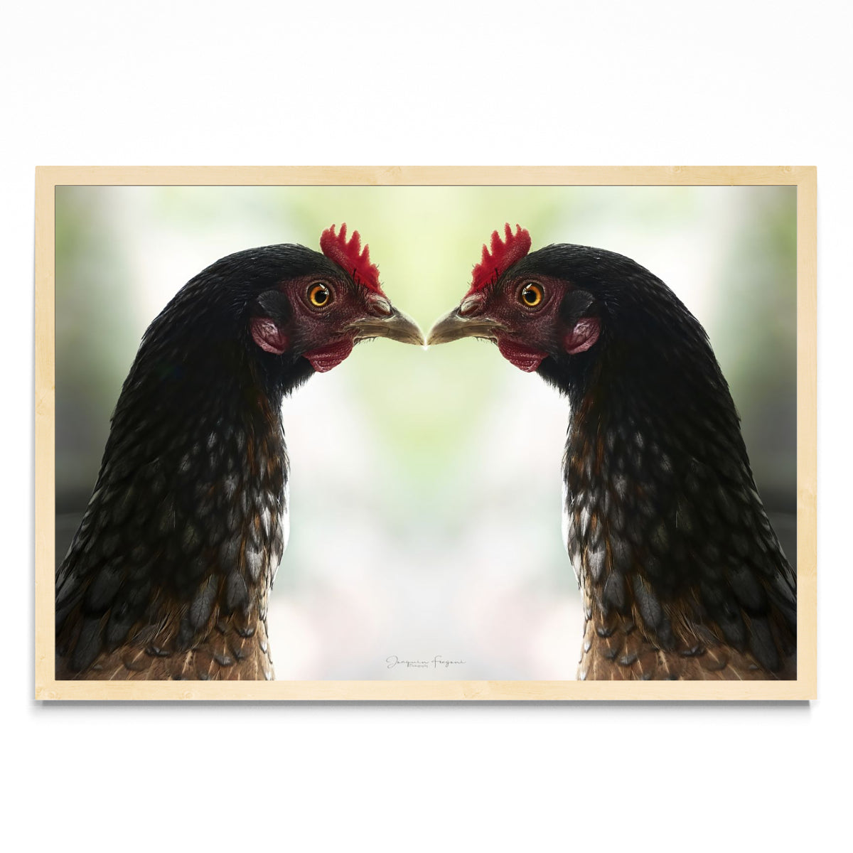 Roosters - FotoH MC