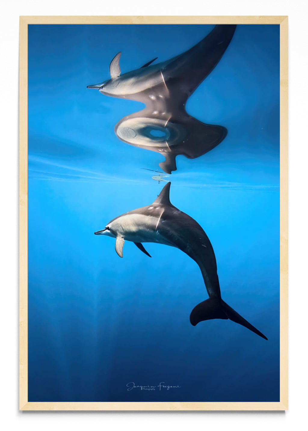 Spinner Dolphin - FotoV MC
