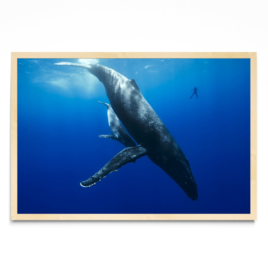 Mi amigo y la ballena - FotoH MC