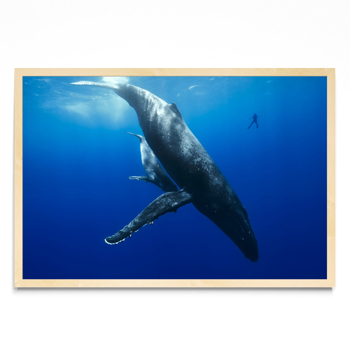Mi amigo y la ballena - FotoH MC