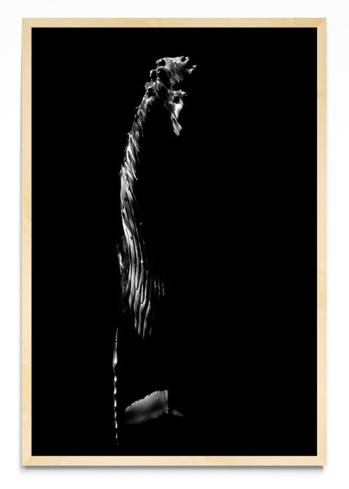 B&W Rise - FotoV MC