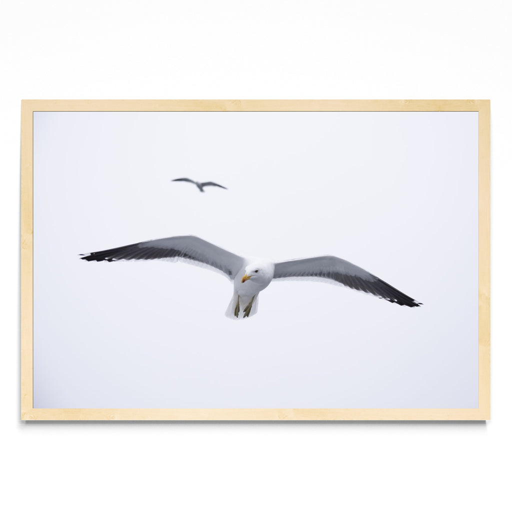 Gaviota en libertad - FotoH MC