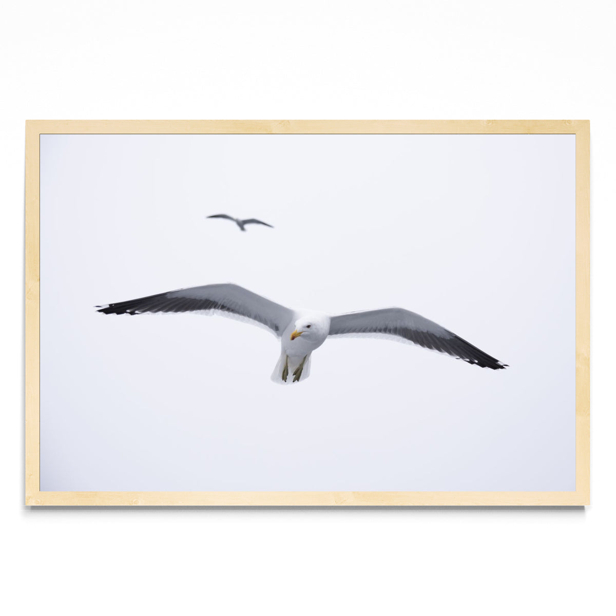 Gaviota en libertad - FotoH MC
