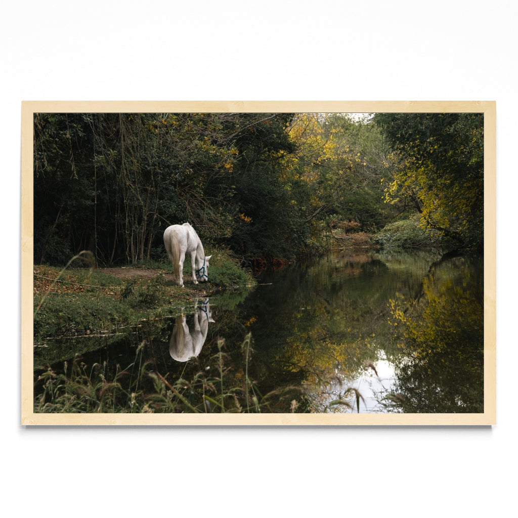 Caballo blanco reflejado - FotoH MC