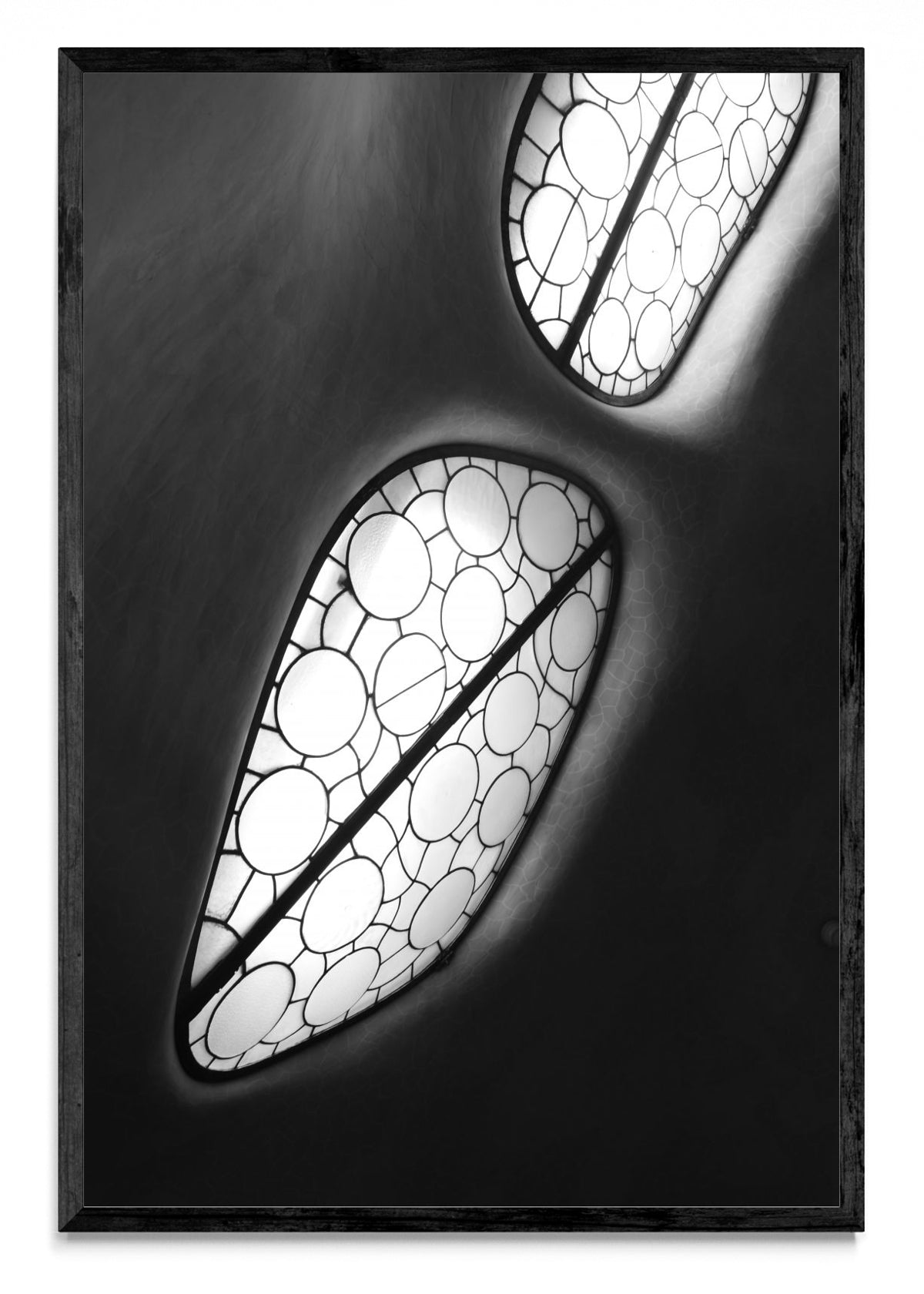 Amebas - FotoV N