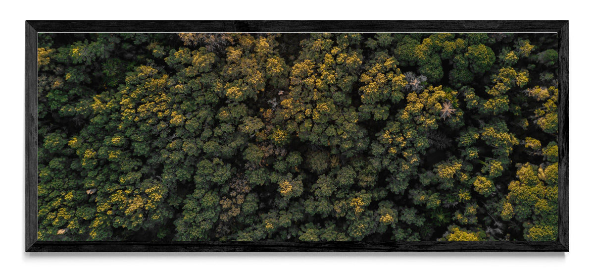 Foco - Pano H N
