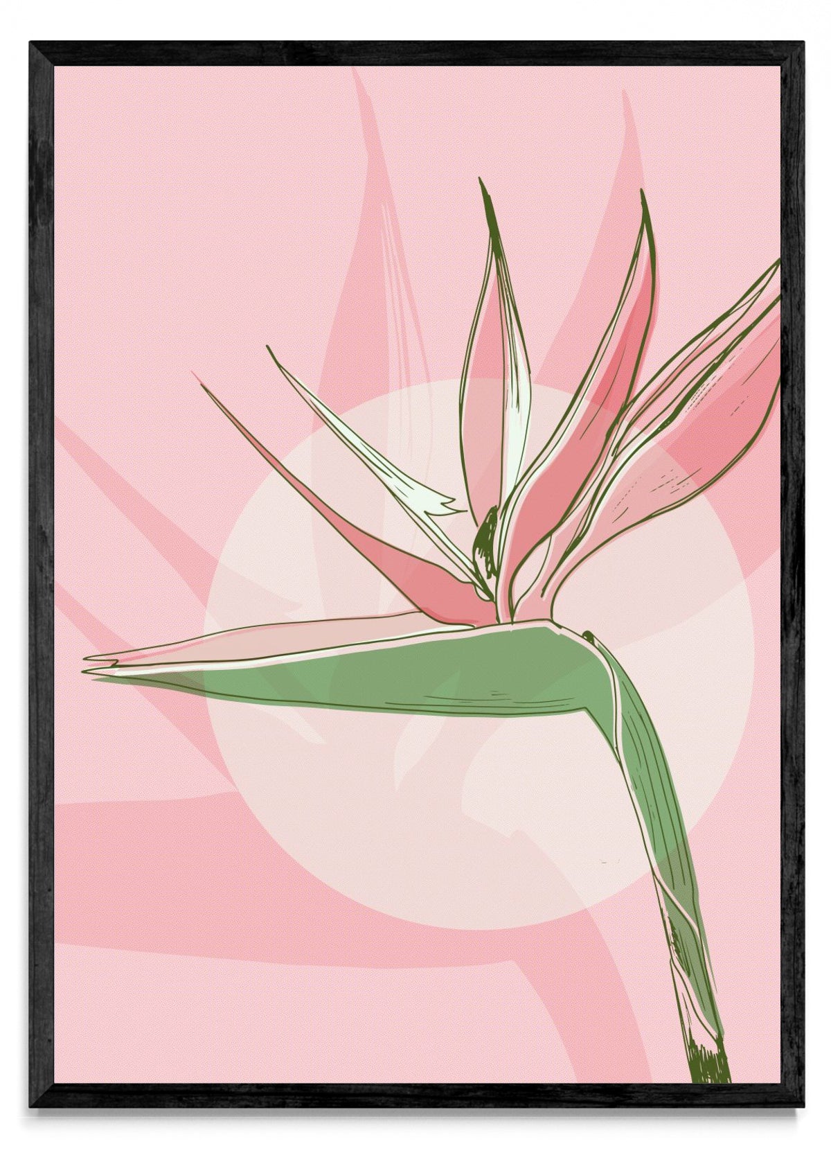 Rosa - Retrato N