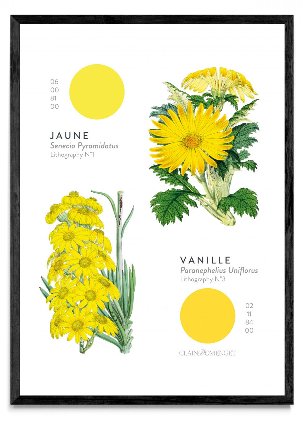 FLEURS ET COULEURS - Retrato N