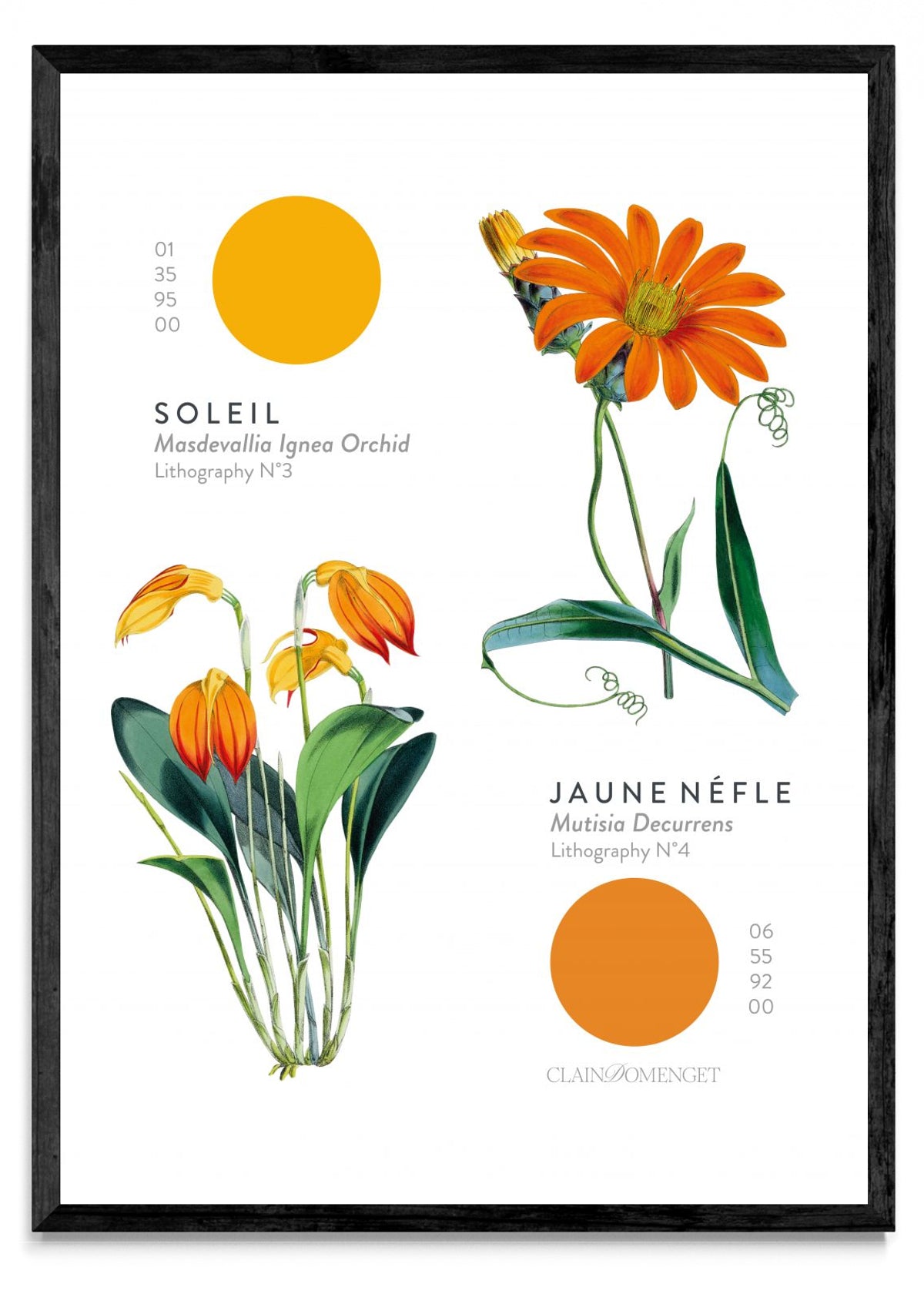 FLEURS ET COULEURS - Retrato N