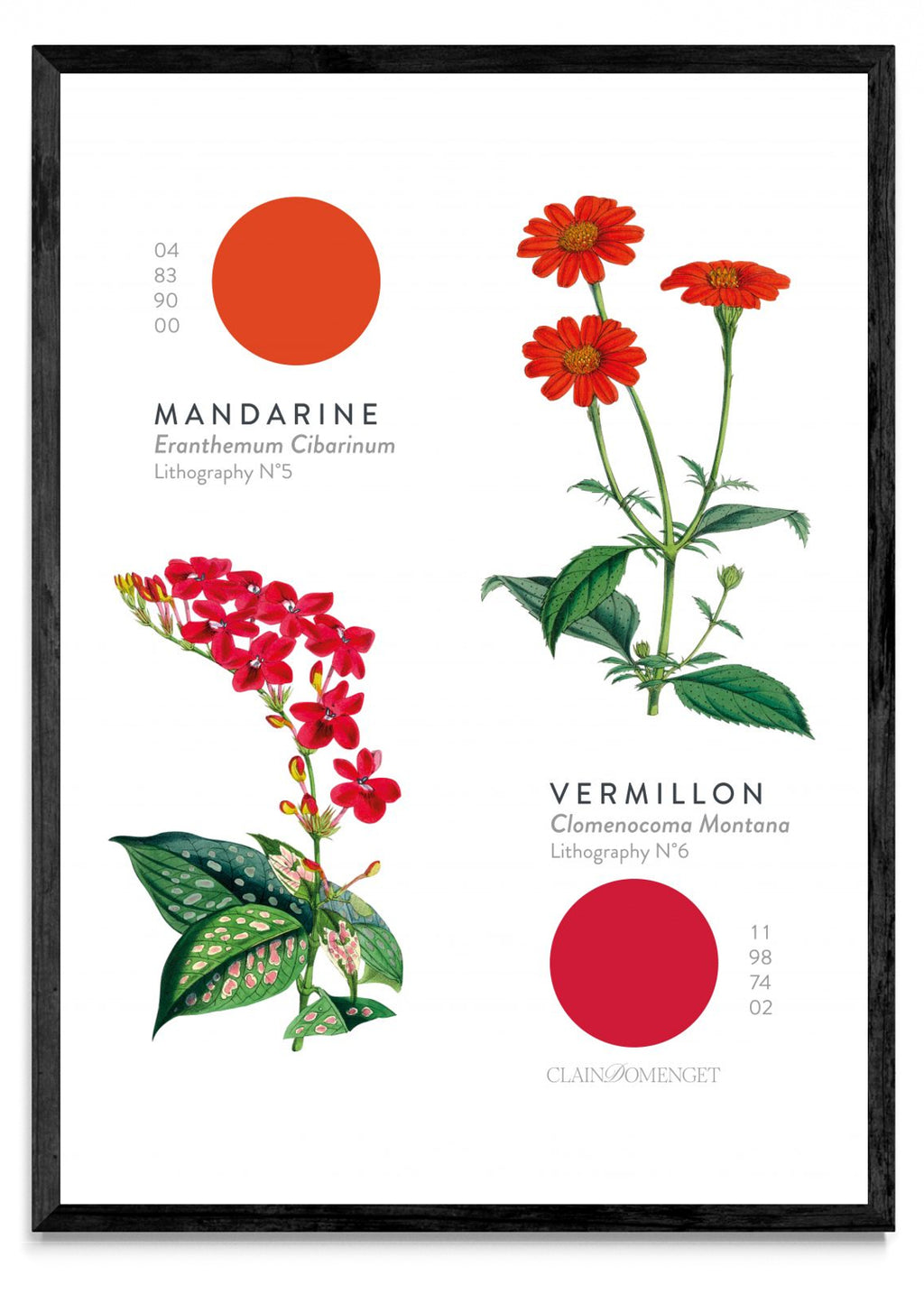 FLEURS ET COULEURS - Retrato N