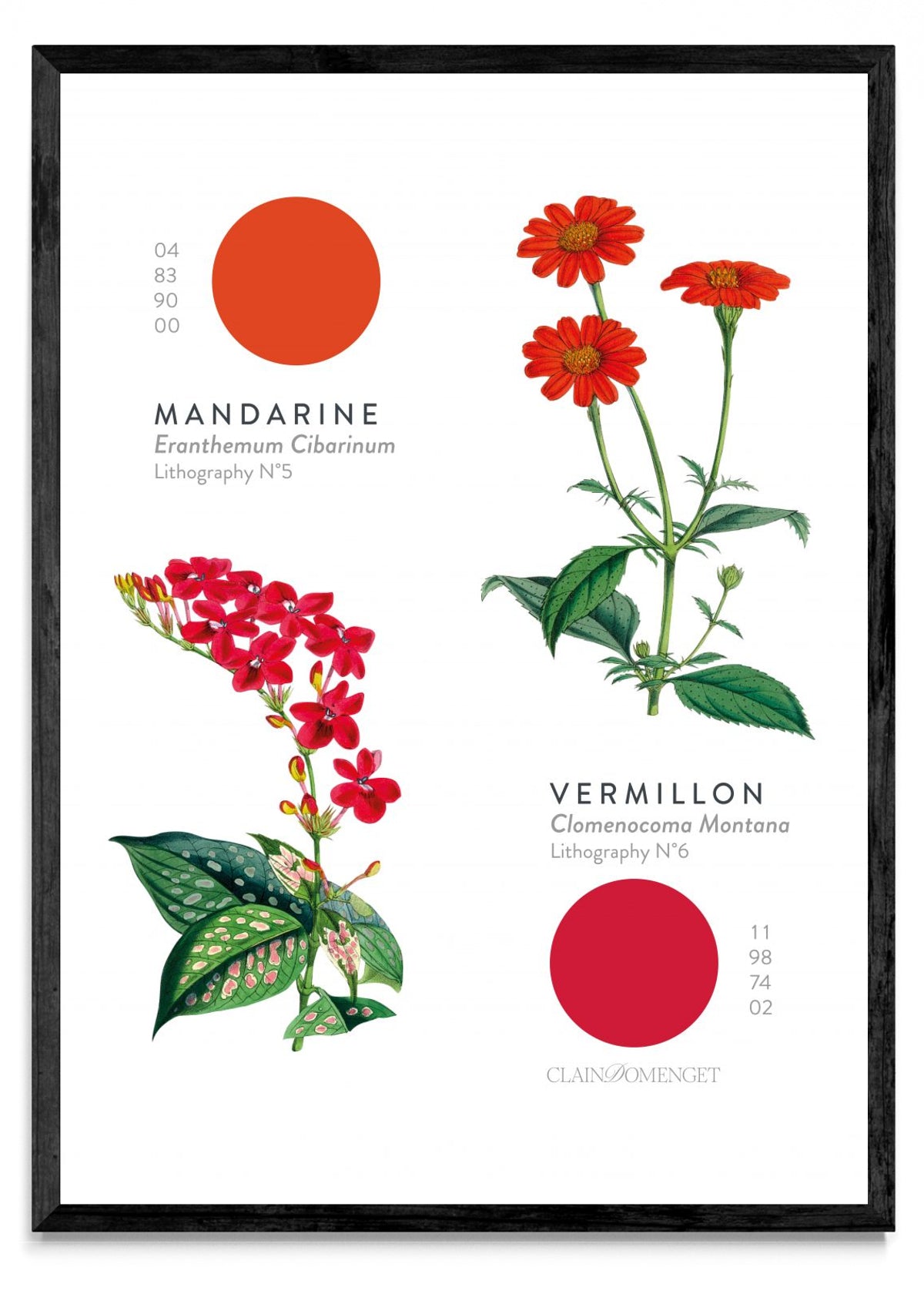 FLEURS ET COULEURS - Retrato N