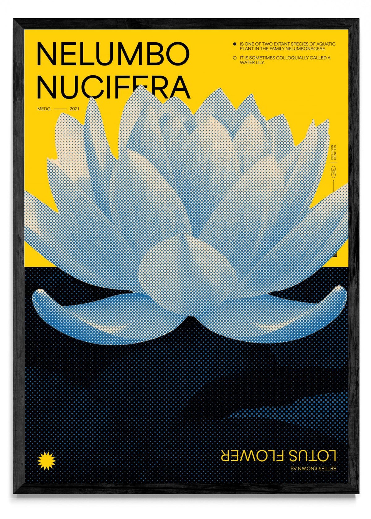 Lotus - Retrato N