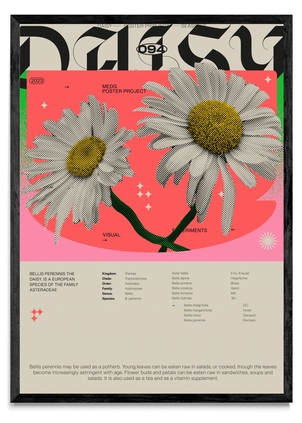 Daisy - Retrato N