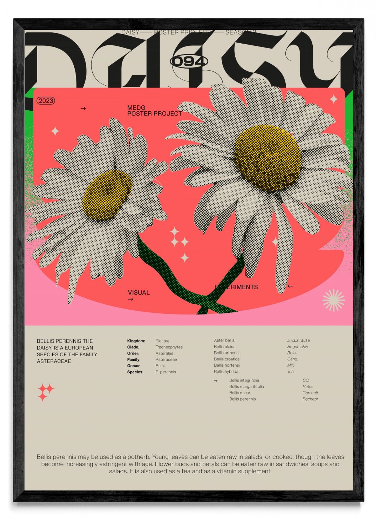 Daisy - Retrato N