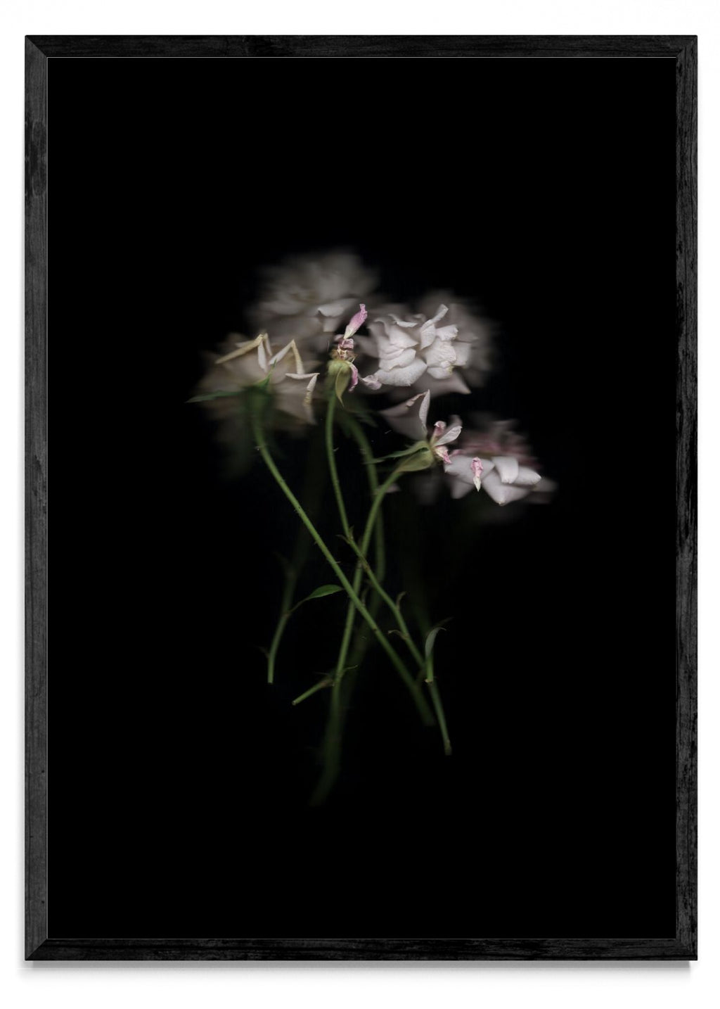 Rosas Rococó - Retrato N